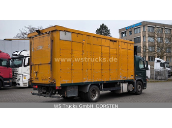Horse truck Volvo FM 260 mit KABA 2 Stock Vollalu Viehtransporter: picture 4