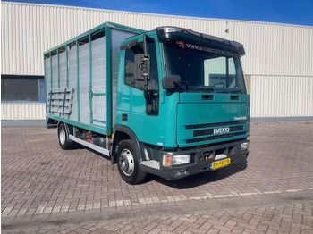 Cab chassis truck IVECO EuroCargo