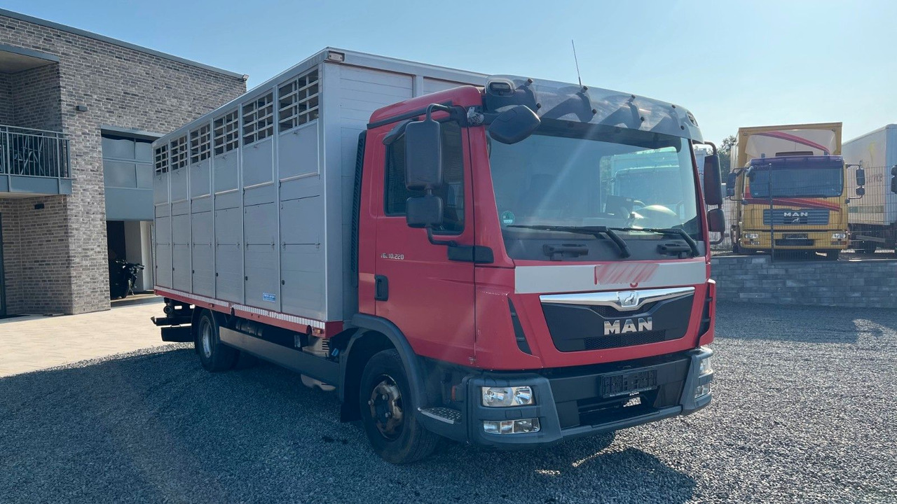 MAN TGL 10.220 Viehtransporter Rampe Trennwände - Horse truck: picture 3 MAN TGL 10.220 Viehtransporter Rampe Trennwände - Horse truck: picture 3