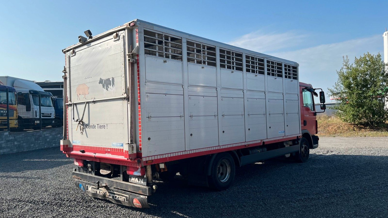 MAN TGL 10.220 Viehtransporter Rampe Trennwände - Horse truck: picture 4 MAN TGL 10.220 Viehtransporter Rampe Trennwände - Horse truck: picture 4
