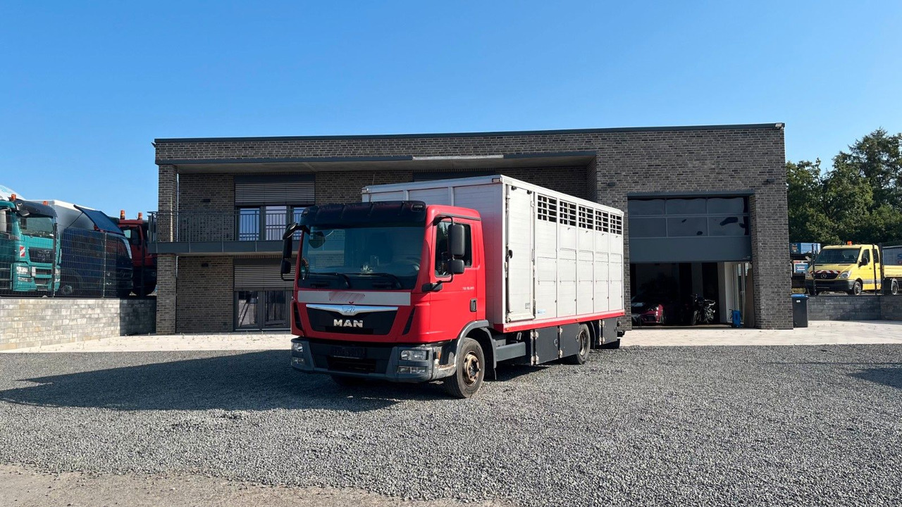 MAN TGL 10.220 Viehtransporter Rampe Trennwände - Horse truck: picture 1 MAN TGL 10.220 Viehtransporter Rampe Trennwände - Horse truck: picture 1