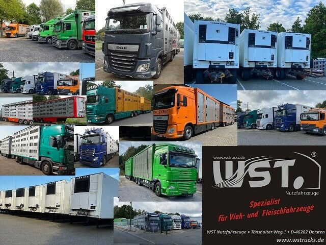Tipper semi-trailer Carnehl / CHKS/HH Liftachse Top zustand Kipper: picture 16